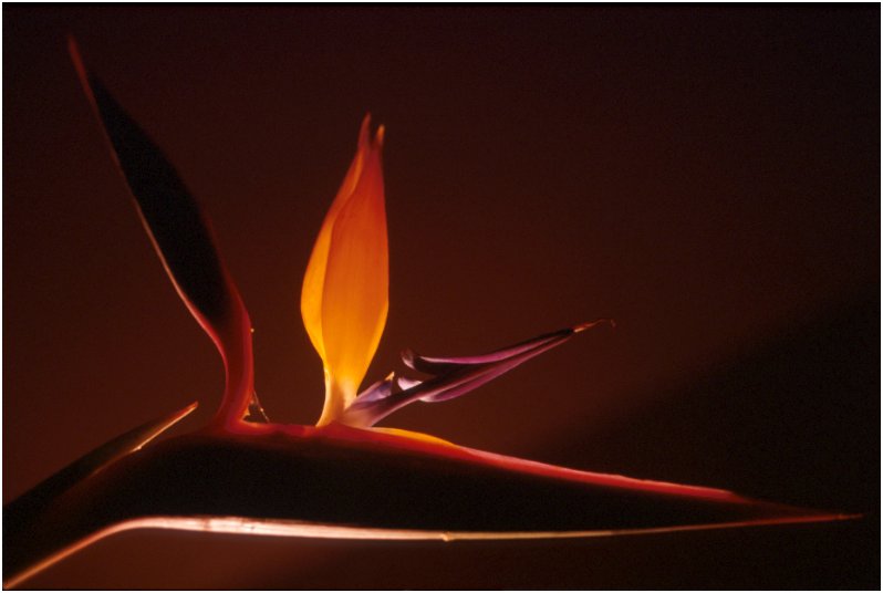  - Jean-Louis Rispoli