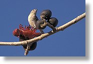 Flamboyant [78 Ko]