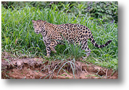 Jaguar [1020 Ko]