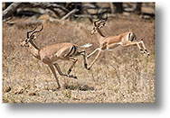 La course des impalas [428 Ko]