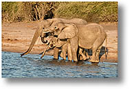 Famille lphants [462 Ko]
