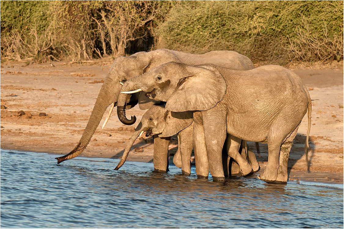 Serge Brard - Famille lphants