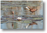 Jacana [324 Ko]