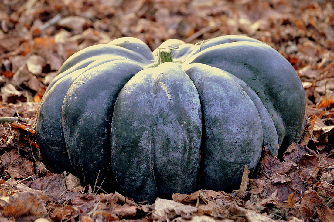 Annie-Claude Bruneval - Lgume d'automne