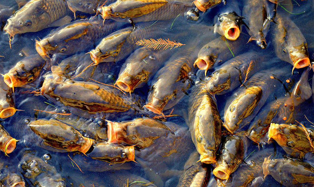 Annie-Claude Bruneval - Les carpes