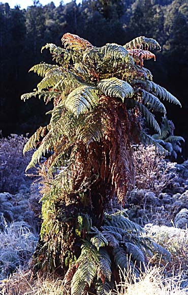 Jean-Marie Euzenat - Fougre arborescente