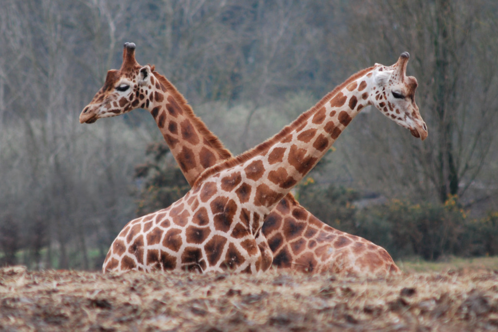 Grgory Gimard - Girafes