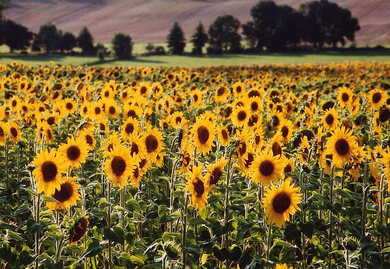 Grgory GIMARD - Tournesols