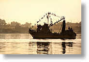 Cormorans [84 Ko]