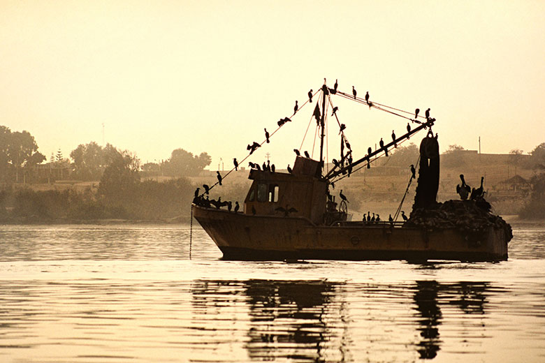 Grgory Gimard - Cormorans