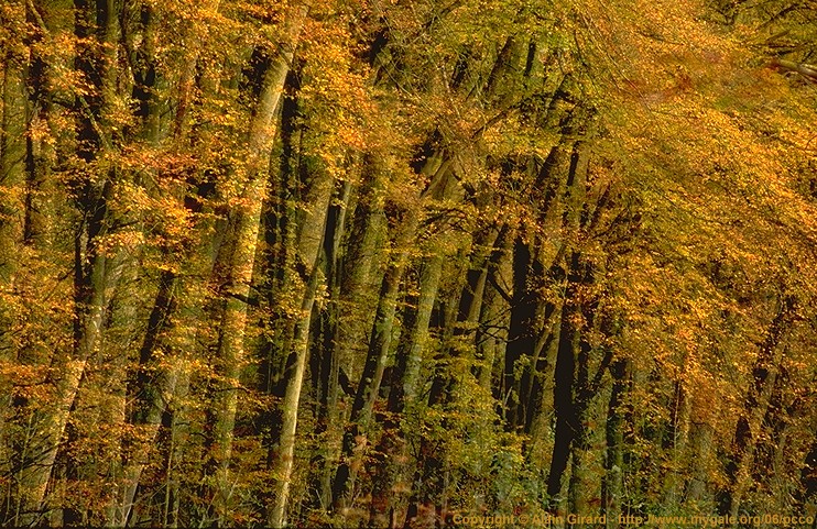 Alain Girard - Feuillus