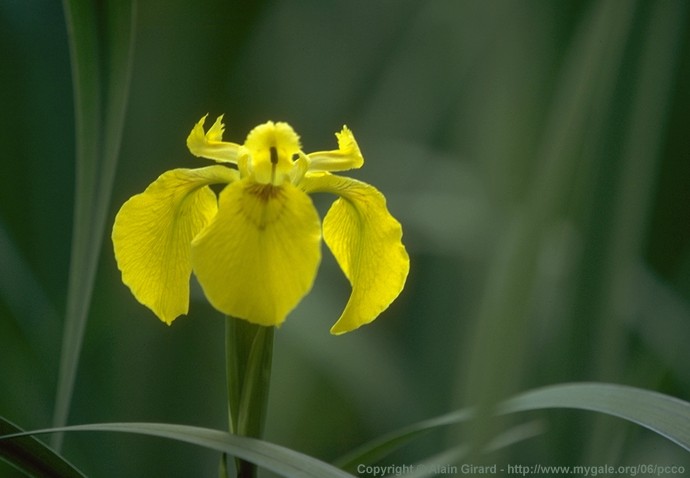 Alain Girard - Iris