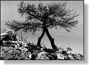 Arbres