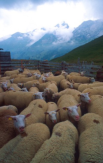 Serge LARCHEVEQUE - Moutons au Col des Annes