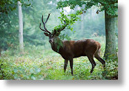 Cerf branch [117 Ko]
