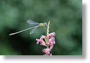 Demoiselle 1 [148 Ko]