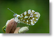 Papillon [211 Ko]