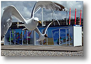 Goland et mouette rieuse [258 Ko]