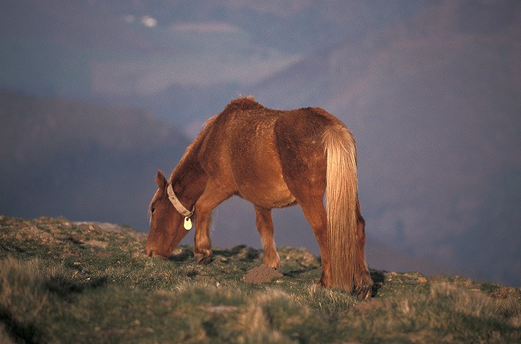 Pays Basque - Donald Lefaux