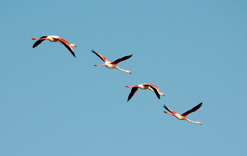 Flamants roses - Patrice Cadot