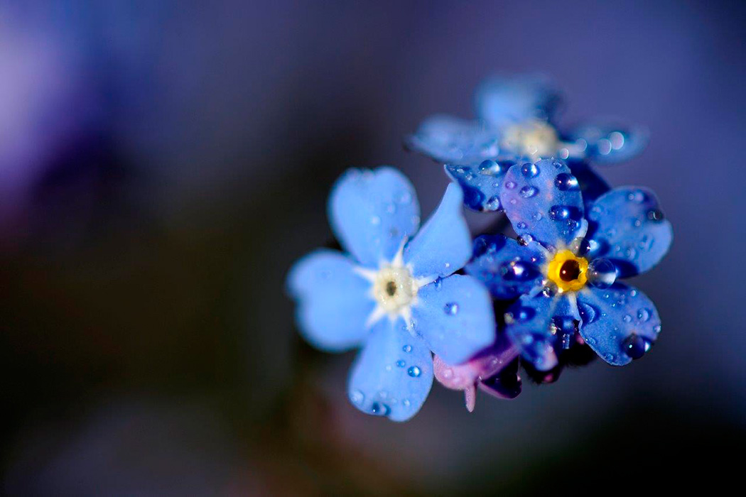 Fleurs sauvages - Jean-Jacques Vivien