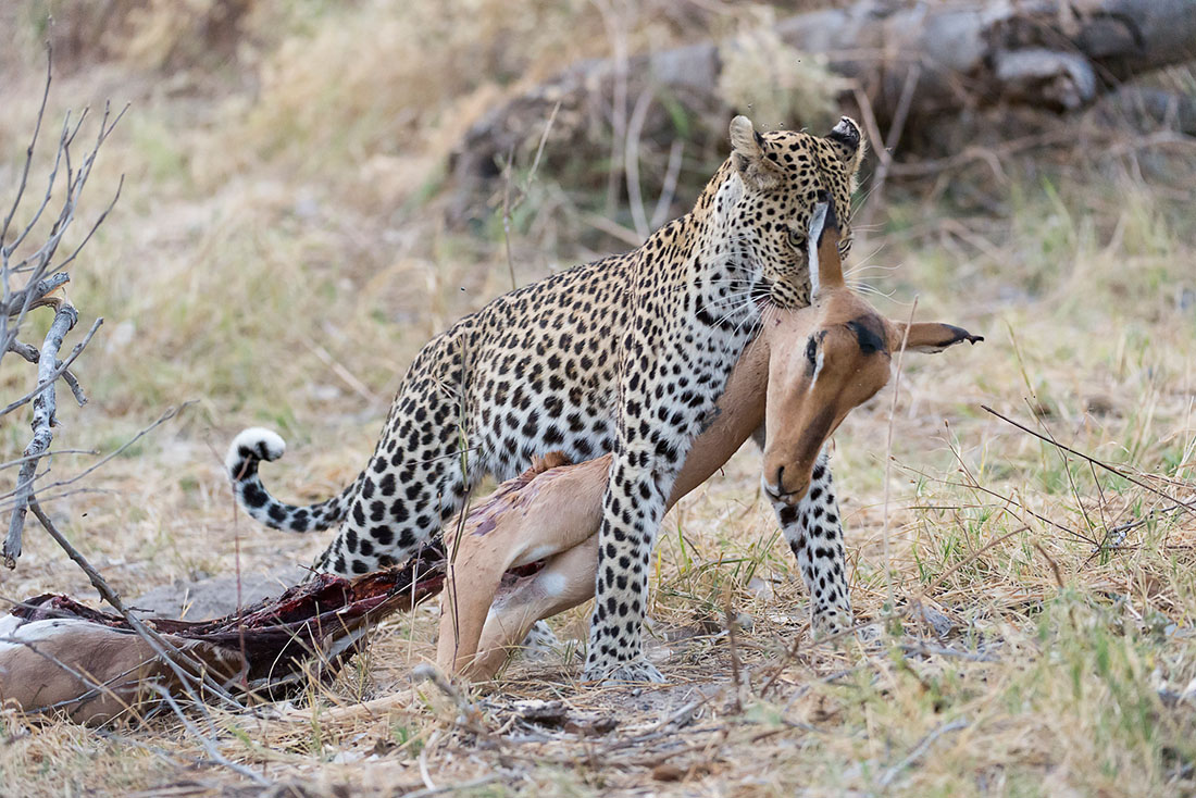 Botswana sauvage - Bertrand Levasseur
