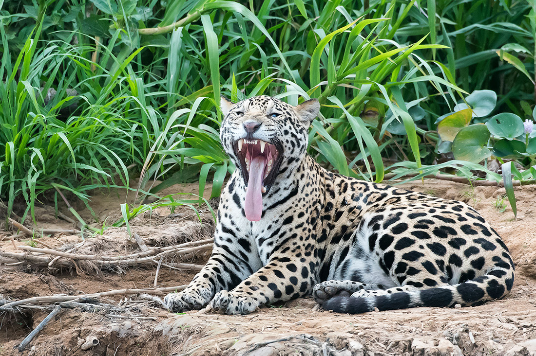 Jaguar du Pantanal - Bertrand Levasseur