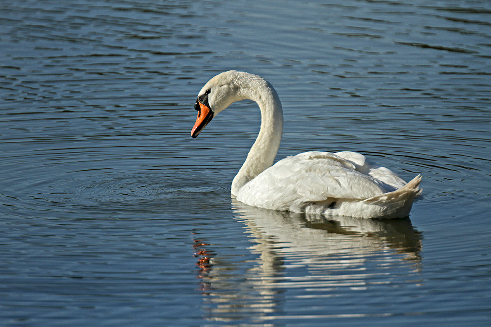 Robert Schwartz - Cygne