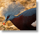 Pigeon couronn [230 Ko]