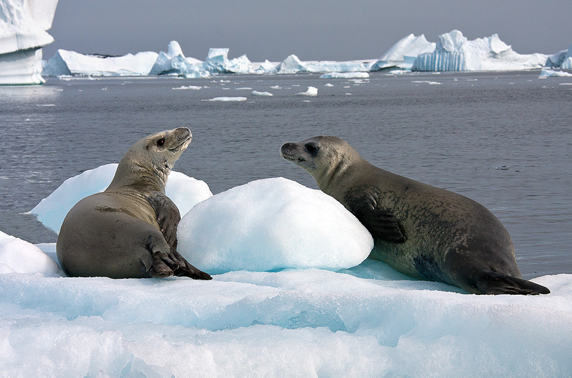 Claude Wadoux - Antarctique  - Conversation