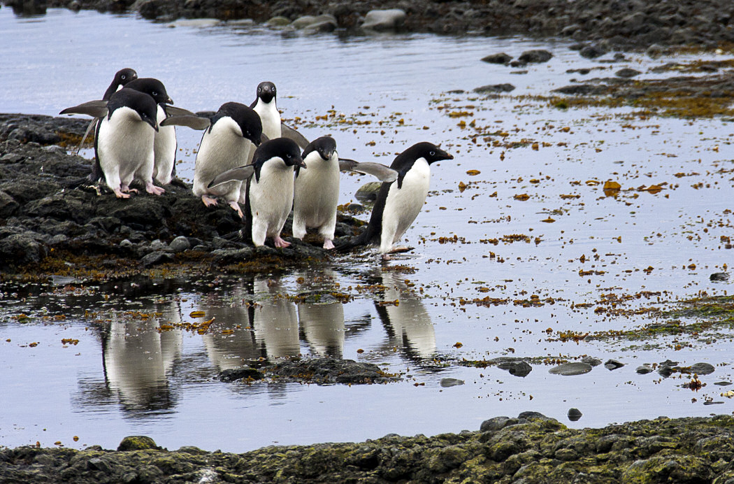 Claude Wadoux - Antarctique - Manchots Adlie 1