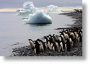 Antarctique - Manchots Adlie 2 [249 Ko]