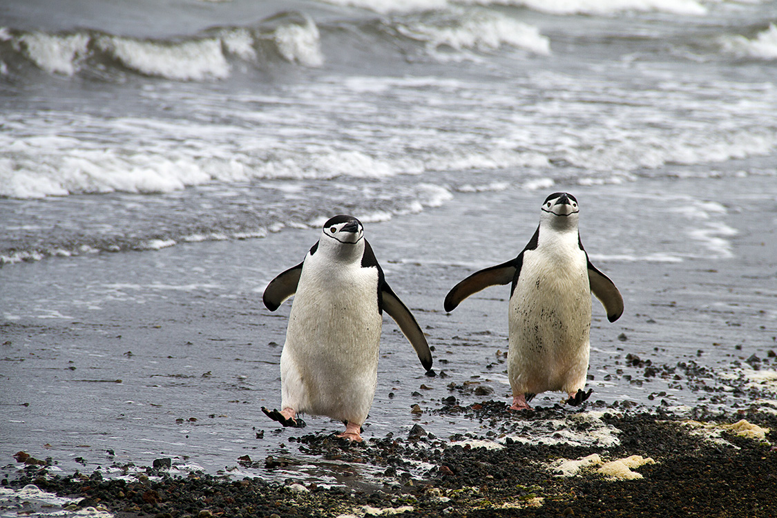 Marcelle Wadoux - Antarctique - Manchots  jugulaire