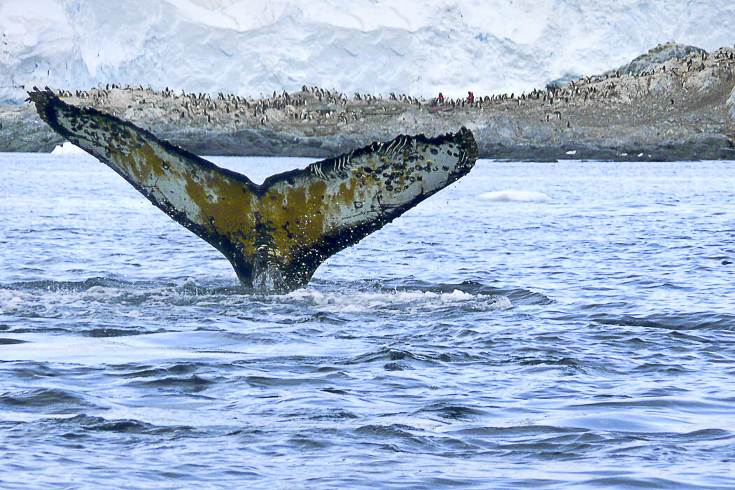 Marcelle Wadoux - Antarctique - Baleine